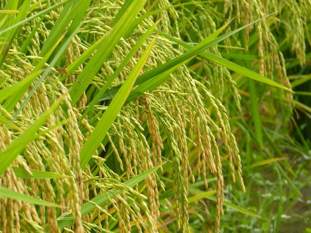 arrozuruguay